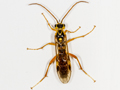 Tenthredopsis friesei